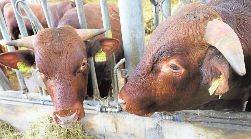 Rotes Höhenvieh auf der Weserwiese